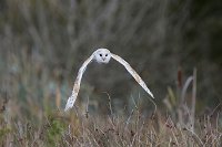 Barn owl hunting in the marsh