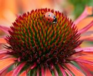 7 spot ladybird on Echinacea
