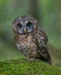 African Wood Owl