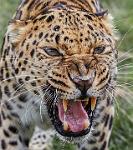 Amur Leopard