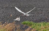 Arctic tern feeding young