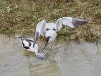Avocets nesting aggression