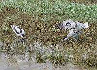 Avocets protecting the nest
