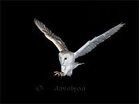 Barn Owl about to pounce