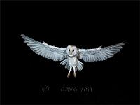 Barn Owl approaching