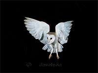 Barn Owl focused