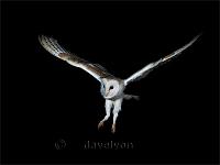Barn Owl in flight