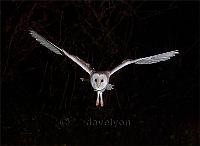 Barn Owl incoming