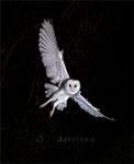 Barn Owl swerve