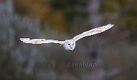 Barn owl hunting at dusk