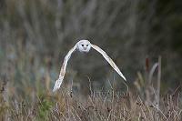 Barn owl hunting in the marsh