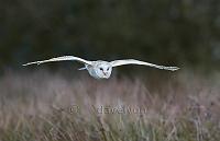 Barn owl hunting