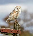 Barn owl portrait
