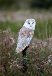 Barn owl-at dusk