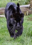 Black Jaguar