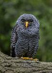 Black banded owl