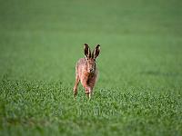 Brown Hare approaching