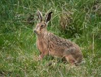 Brown Hare in long grass