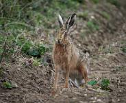 Brown Hare on field edge