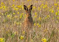 Brown Hare with cowslips