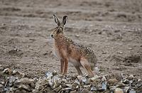Brown Hare