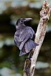 Carion Crow Corvus Corone