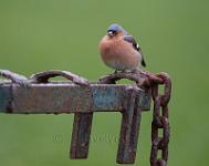 Chaffinch on a tractor