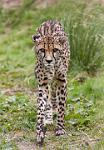 Cheetah approaching