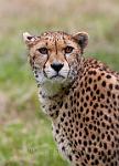 Cheetah
