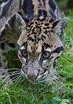Clouded Leopard