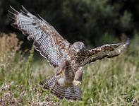 Common Buzzard