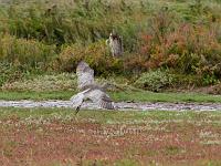 Curlew landing on the marsh