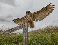 European Eagle Owl 2