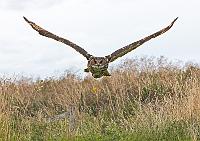 European Eagle Owl 3