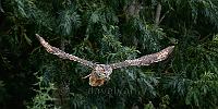 European Eagle Owl in flight