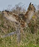 European Eagle Owl