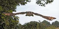 Europian Eagle Owl 2