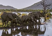 Evening at the watering hole-2