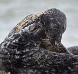 Fighting Grey Seals