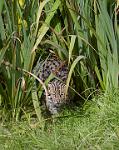 Fishing cat