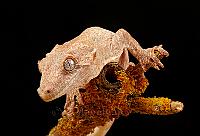 Gargoyle gecko