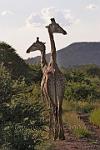 Giraffe-3
