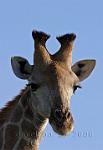 Giraffe2