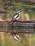 Great spotted woodpecker on log