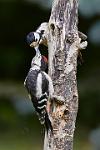 Greater Spotted woodpecker feeding young