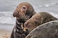 Grey seal pair