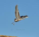 Heron take off