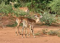 Impala