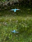 Kingfisher 3