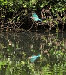 Kingfisher 4